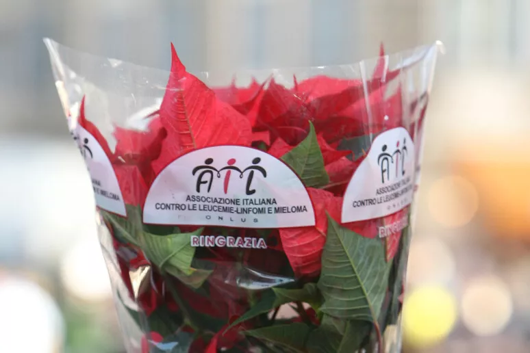 Ail stelle di natale